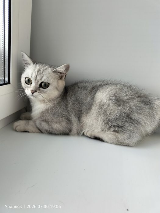 Отдам в добрые руки кошка