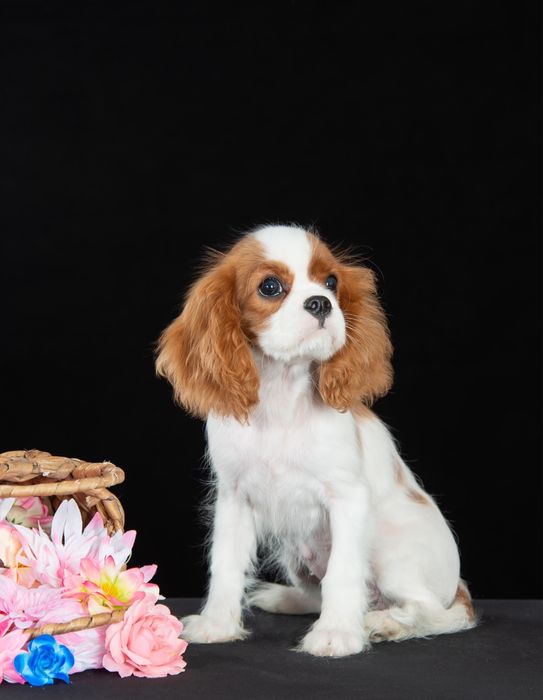 Щенки кавалер кинг чарльз спаниеля
