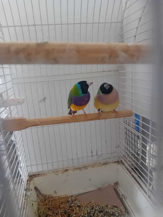 Амадини птици чифт