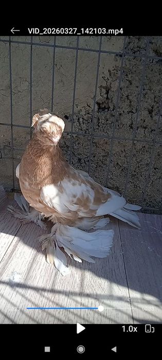 Гульбодамка голубка молодая