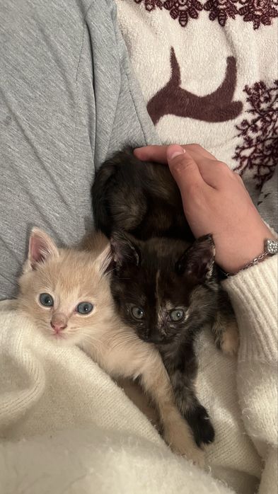 4 котят,им 2месяца