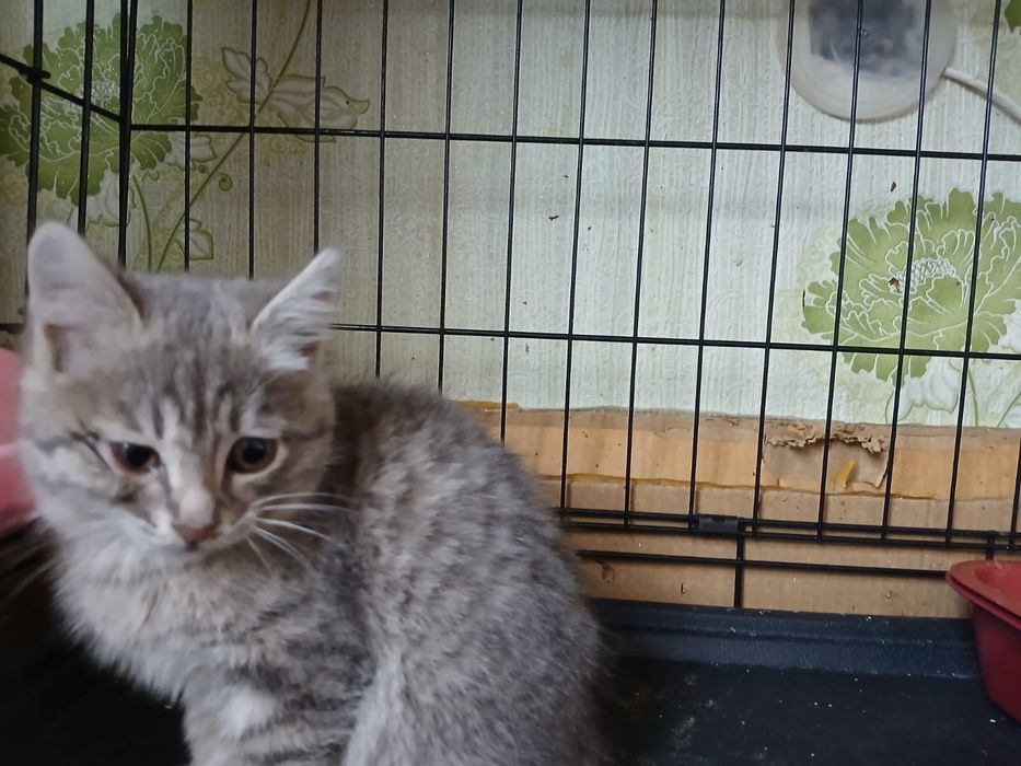 Даром отдам котенка