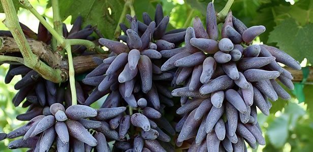 Eng YANGI SORT UZUM Kuchatlari