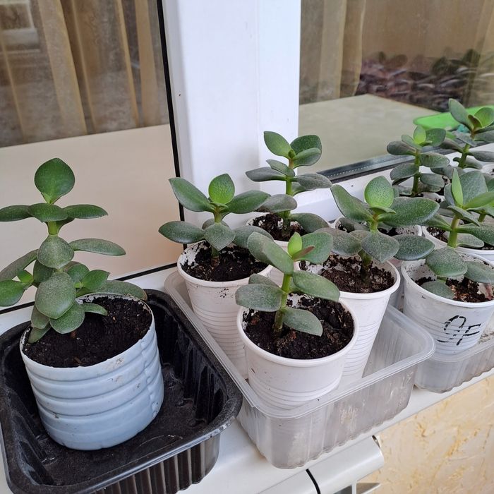 Продам денежное дерево