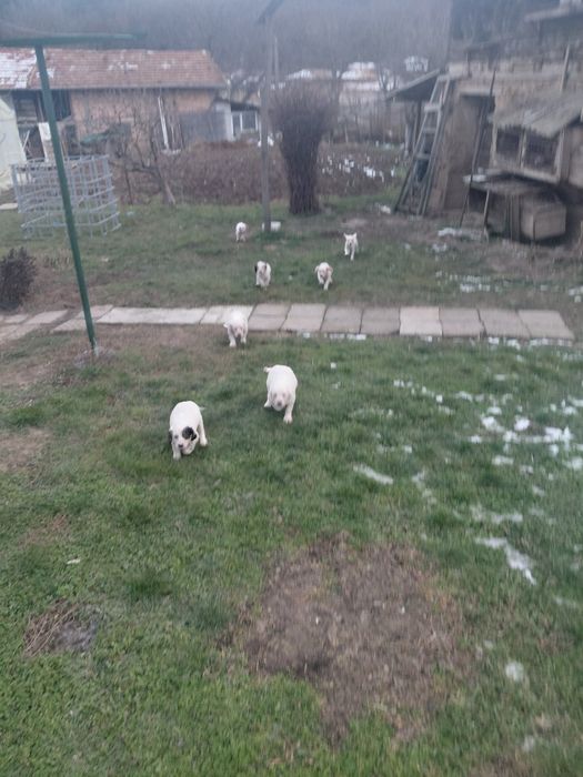 7 малки Английски Сетерчета си търсят нов дом