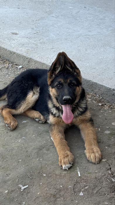 Немецкая Овчарка