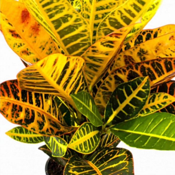 Комнатные цветы на подарок