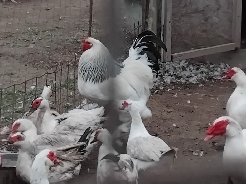 Cocoși Brahma și oua de rata muta