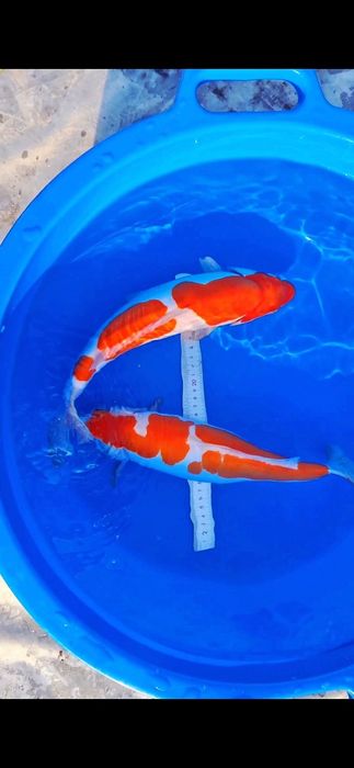 Коя,кои,koya koi