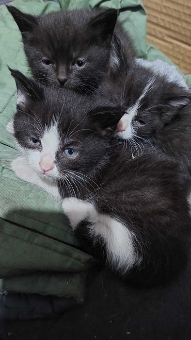 котята в хорошие руки