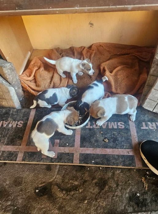 Джак ръсел на 90дни