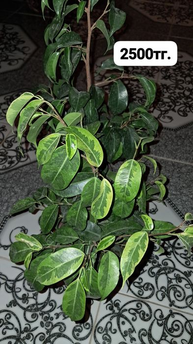 Домашние цветы Мырзакент