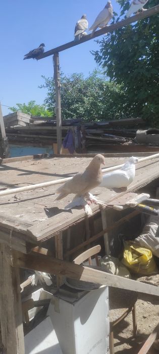 Продаются голуби