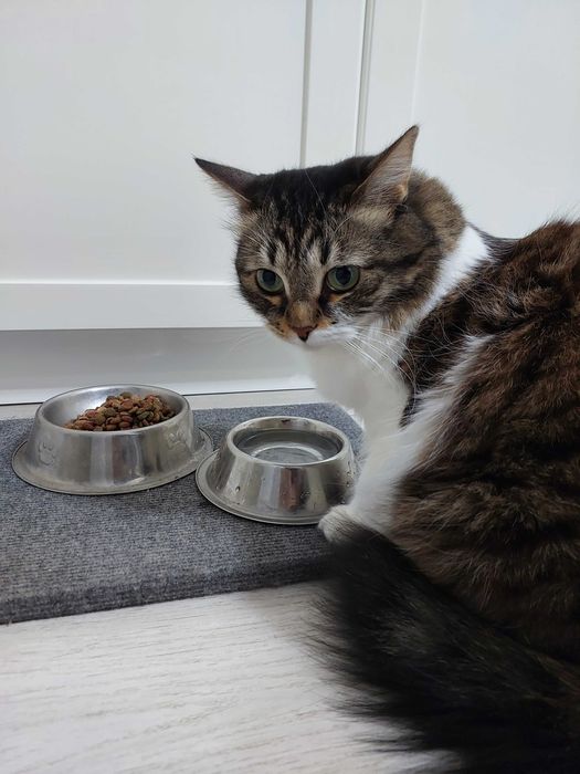 Отдам кошку в добрые руки