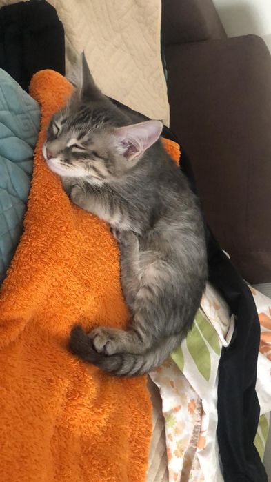 Отдаём КОТА в надёжные и любящие руки