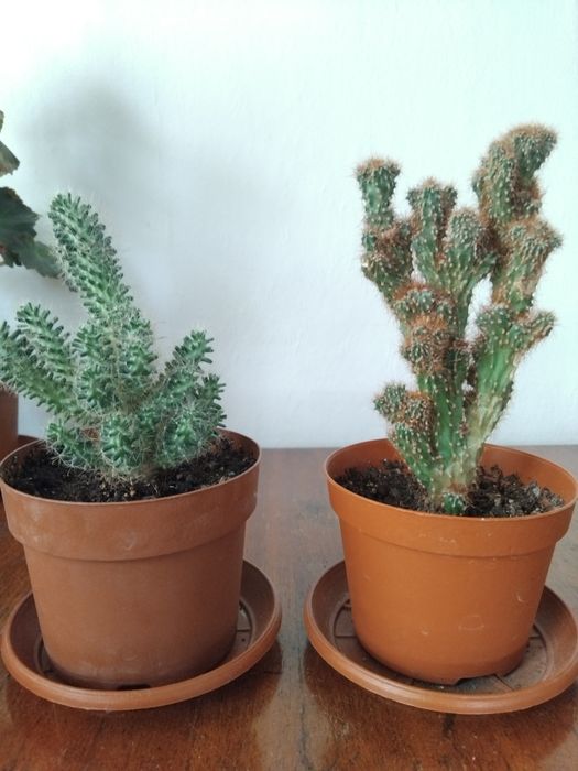 Мушкато, сакъз, сансевиера, дърво на живота, божи венец, дебела мара,