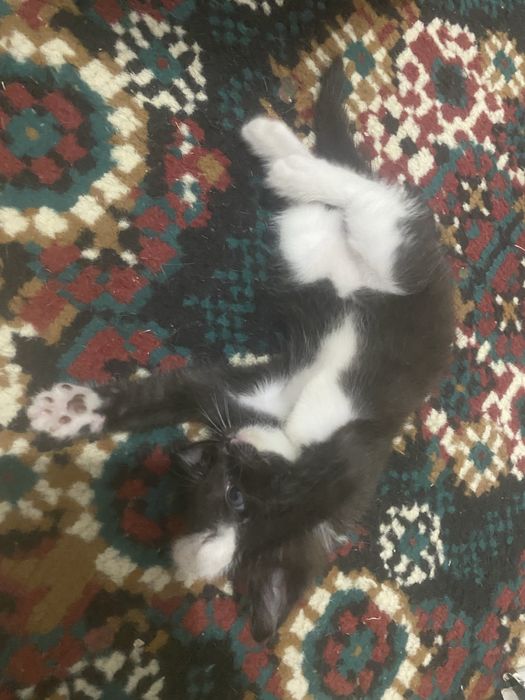 Котенок девочка отдам в хорошие руки.