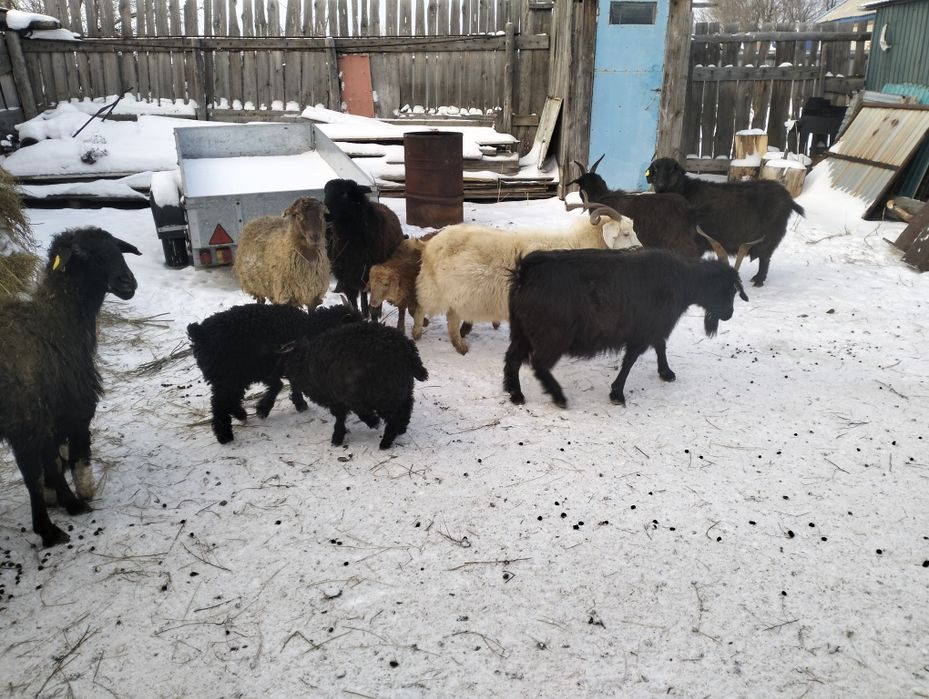 Кой ,токты ,козы,ешки