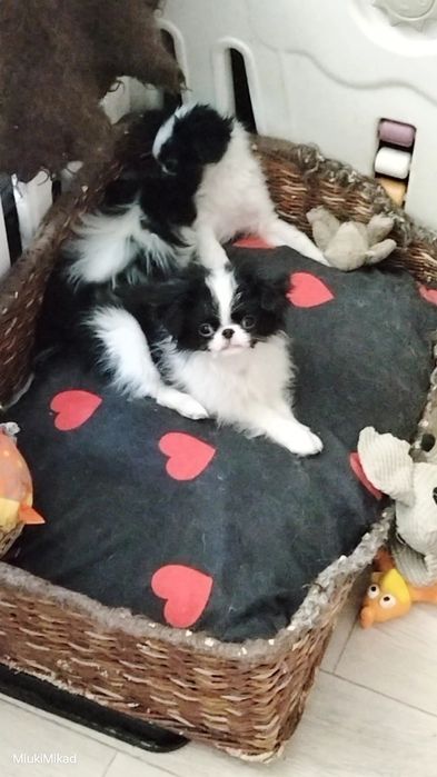 Щенки японского хина.