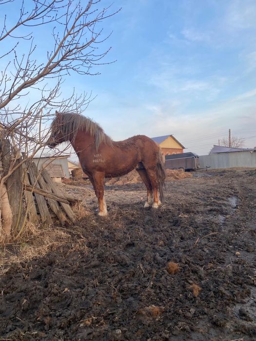 Продам тяжного жеребца
