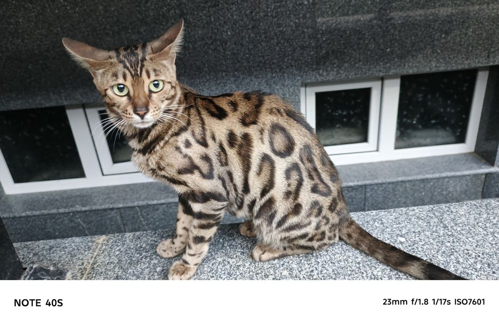 Кошка Бенгальская