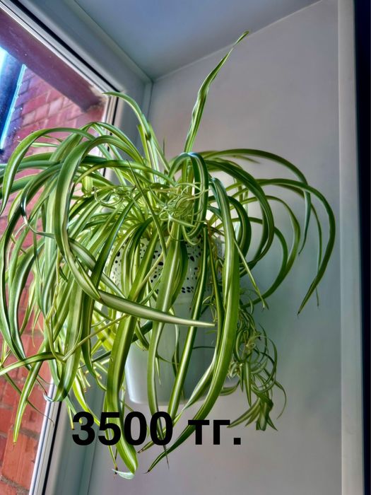 хлорофитум кудрявый Бонни