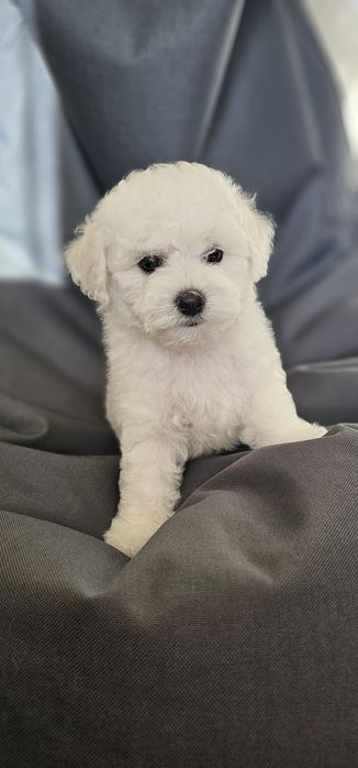 Bichon Frise cu pedigree-pregătiți să-și umple noua familie cu dragoste și bucurie