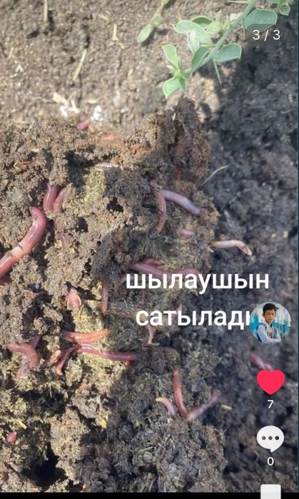 саженцы сатылады