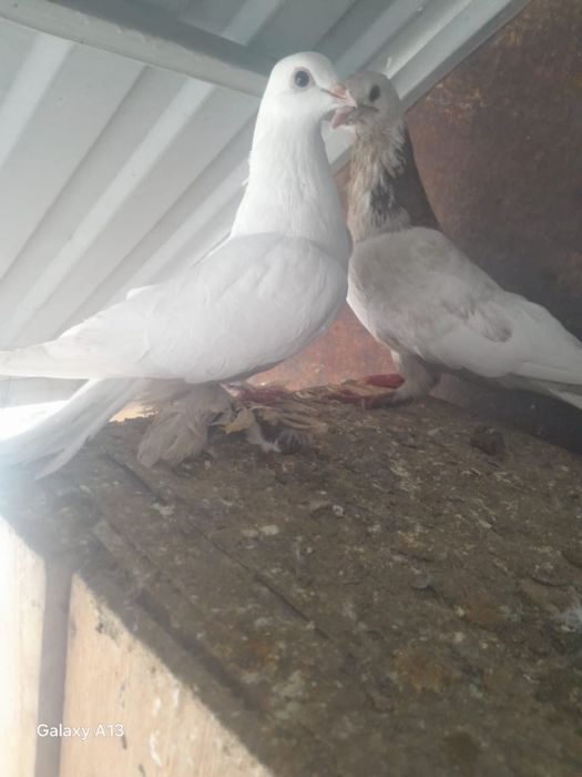 Продаю   голубей