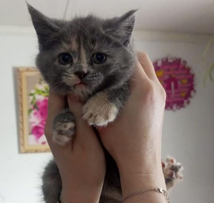 Милашки котята 1.5 мес