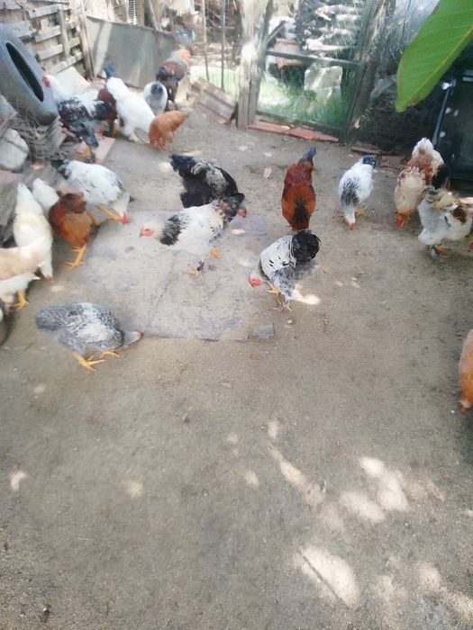 Cocoși și puici de vânzare