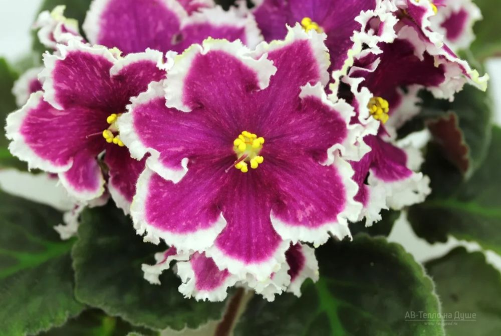 Сортовые фиалки и торф