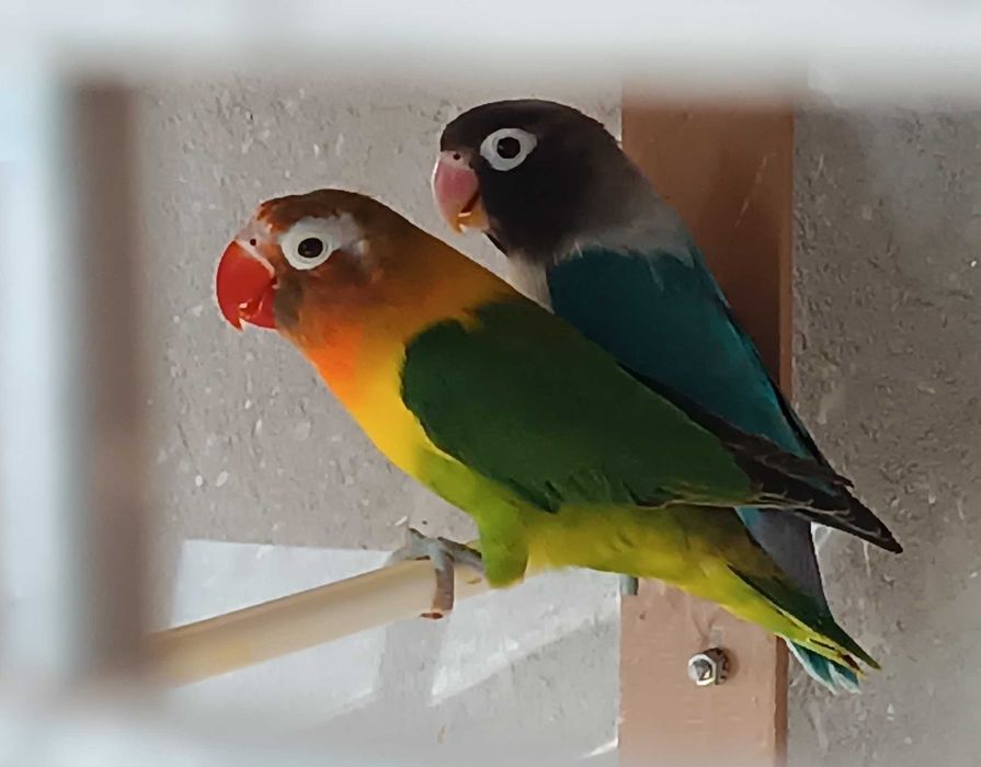 2 perechi papagali Agapornis + colivie mare cu 2 cuiburi