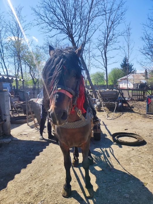 Armasar de vanzare