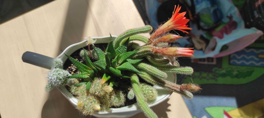 Cactuși in vas ceramica