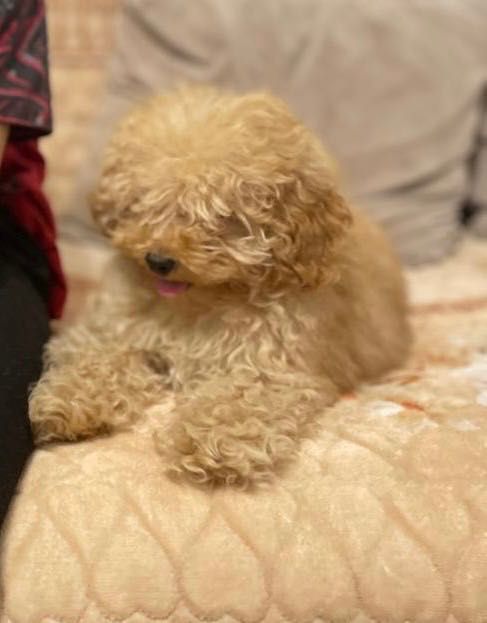 Вязка-той пудель-кобель