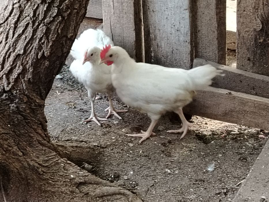 Здравствуйте , продам цыплят