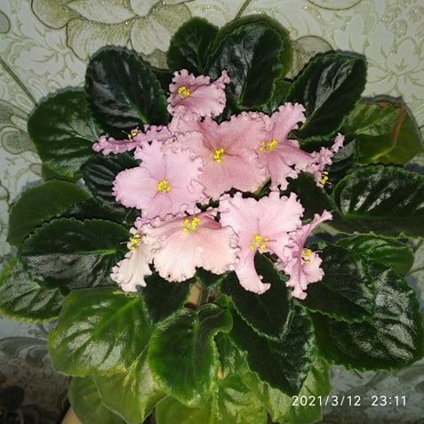 Продаю фиалки и детки