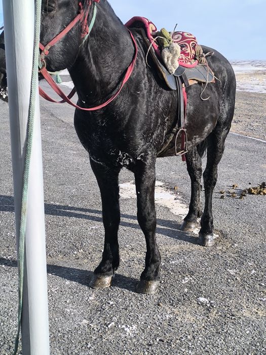 Айгыр мощный! дерзкий