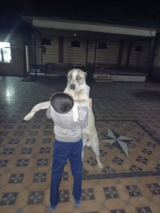 Собака Алабай Туркмения