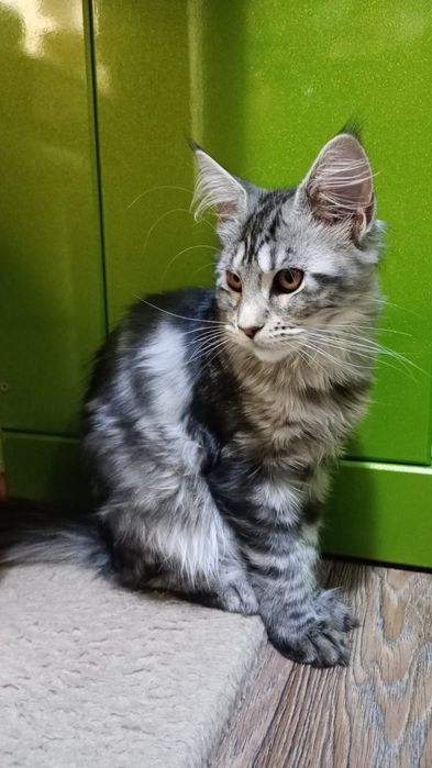 Мейн кун. Котята.