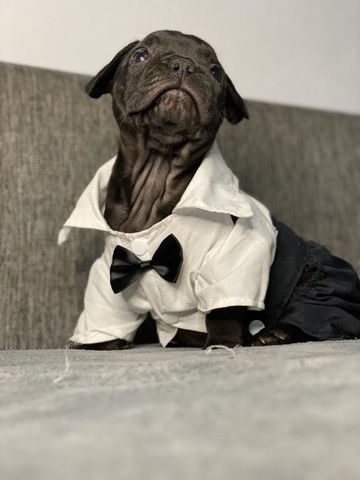 Vand fetita bulldog francez