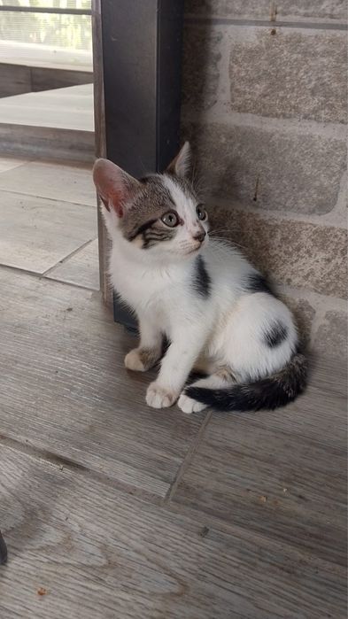 Pisicuta petntru adoptie