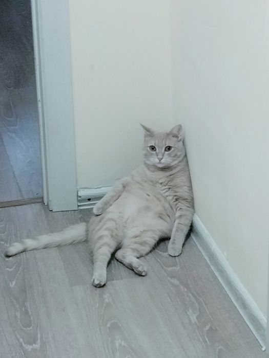 Кот персик,ищет дом!