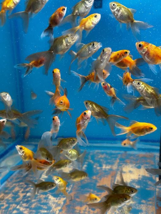 Аквариумные рыбки.