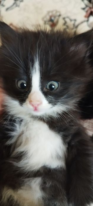 Tojikcha jinsiy aloqa