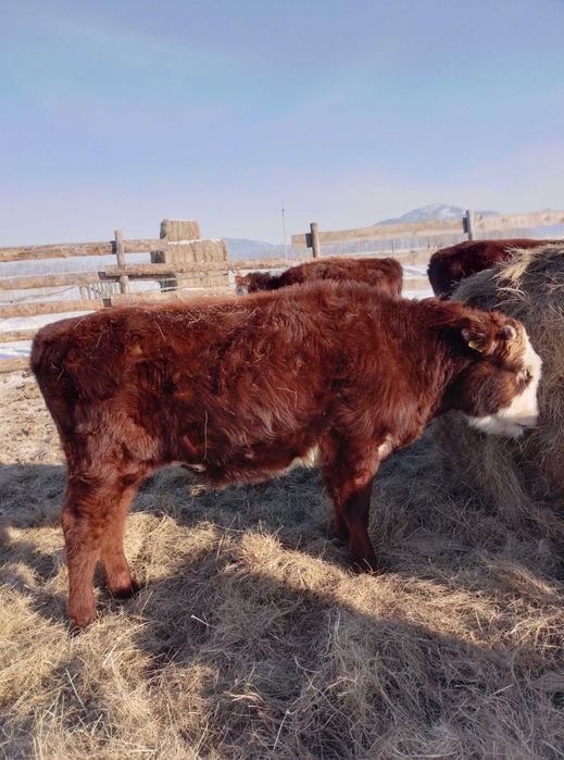 Продам 3х быков годовалые