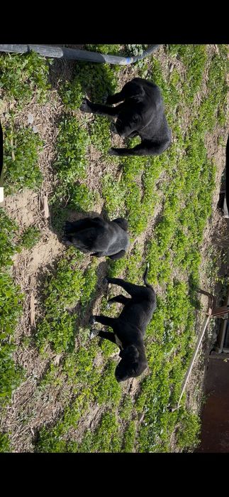 ҚҰМАЙ ТАЗЫ Кушік Анасымен таза. 3 кушік 15 000 тенге