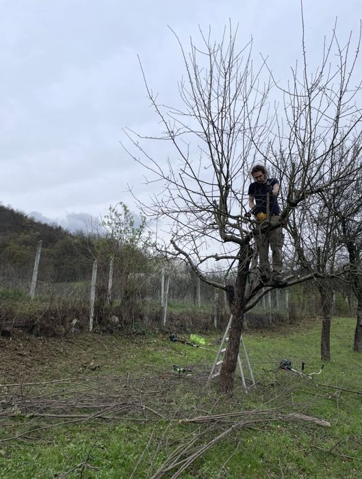 Servicii spații verzi – Baia Mare și împrejurimi
