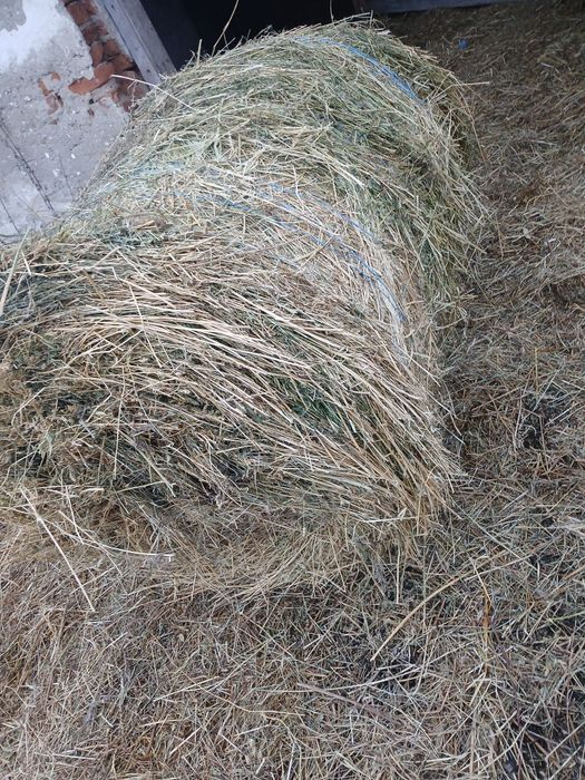 Vând baloti de lucerna coasa 2